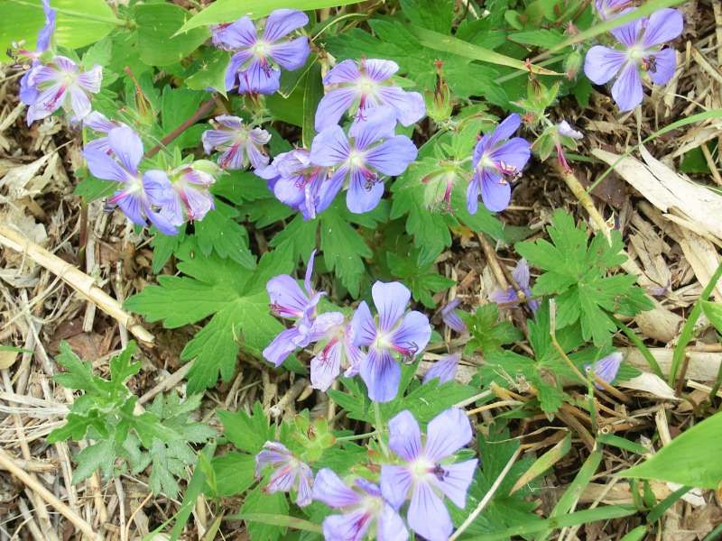 Shiretoko / Abashiri Private Tour - Alpine flowers called "Chishima Furo".  Their elegant violet color would catch your eyes.