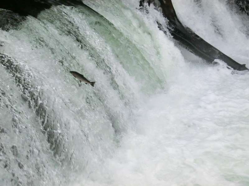 Shiretoko / Abashiri Private Tour - Sakurano Taki or Sakura Waterfall in Kiyosato town, where you can see lots of salmon jumping and trying to go against the stream during summer season.