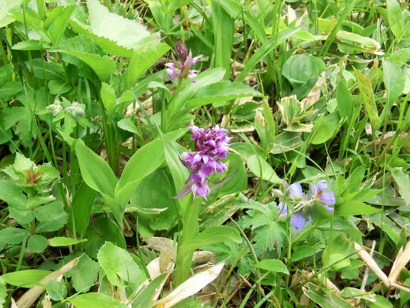 Shiretoko / Abashiri Private Tour - Alpine flower called "Hakusan Chidori", which means a flock of birds. You can imagine it from its shape.