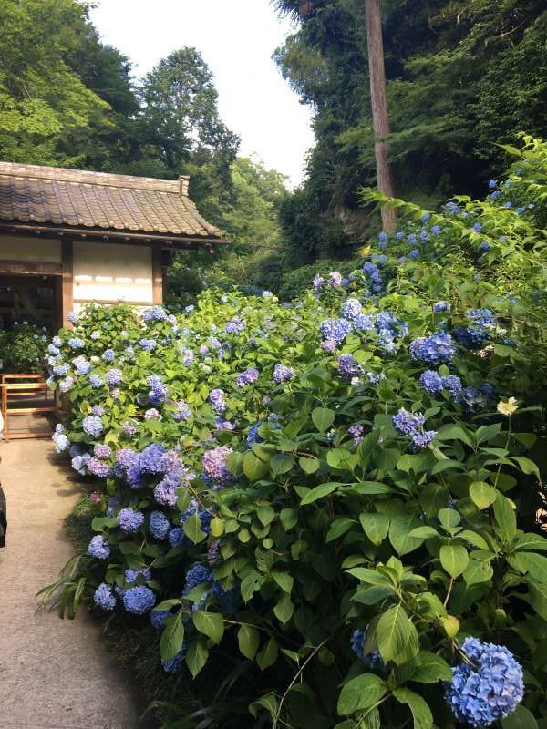 Kanagawa Private Tour - Meigetsu in temple is the most popular temple in Kamakura, in June. It is very famous as a temple full of hydrangeas. Let us visit an old temple surrounded by a bunch of hydrangeas.