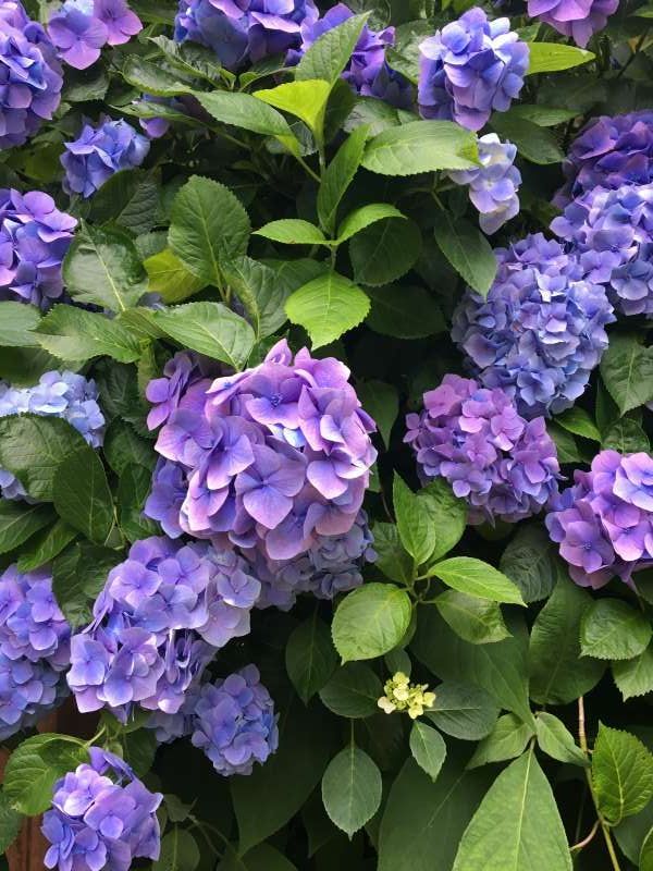 Kanagawa Private Tour - The hydrangea is a flower of Japanese origin. Kamakura is very busy with visitors who enjoy hydrangeas in June and July.