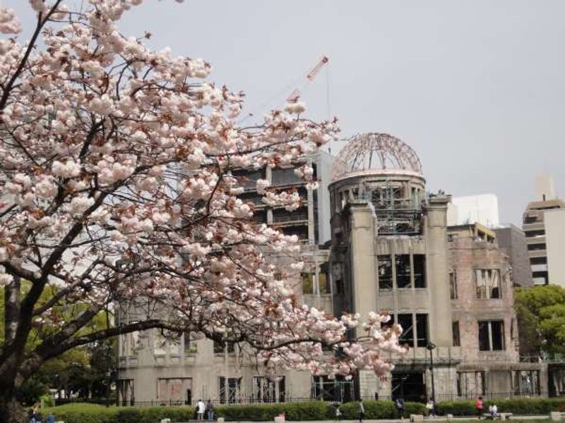 Hiroshima Private Tour - Cherry blossoms in the peace memorial park.  If your visit can be made in early April. you may enjoy full of cherry blossoms like this. So beautiful. 