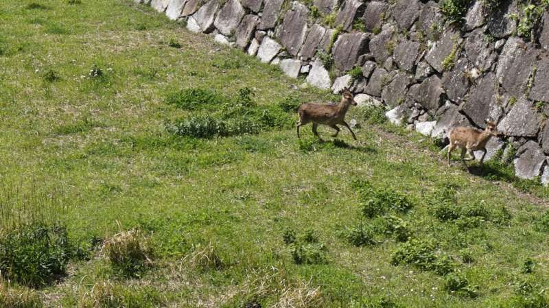 Aichi Private Tour - There is a deer in a dry moat. Can you guess why?