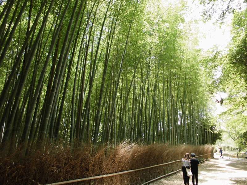 Kyoto Private Tour - Arashiyama, Bamboo grove