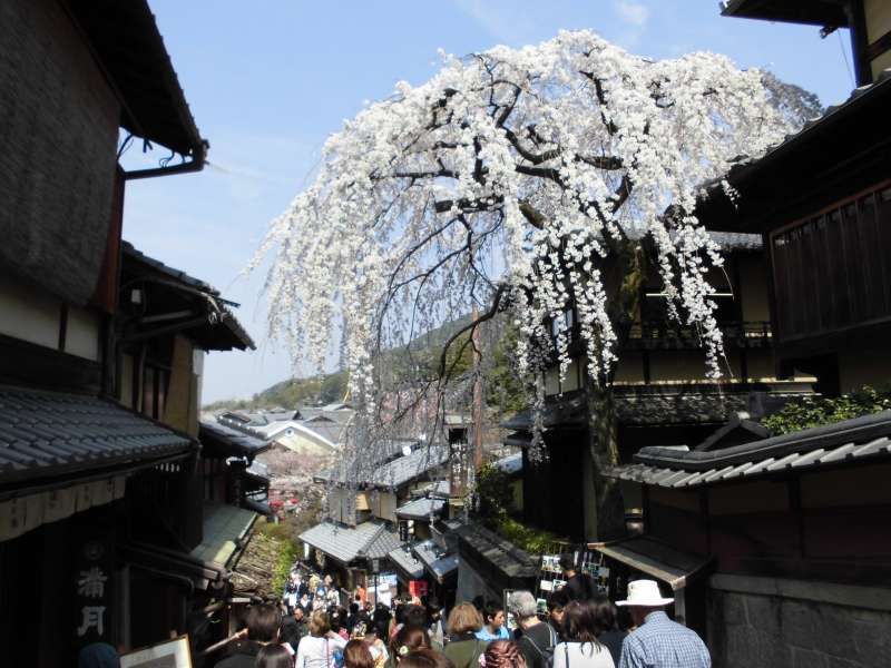 Kyoto Private Tour - Sannen-saka(slope), at Cherry blossoming season