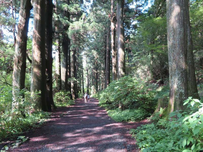 Tokyo Private Tour - Cedar tree avenue