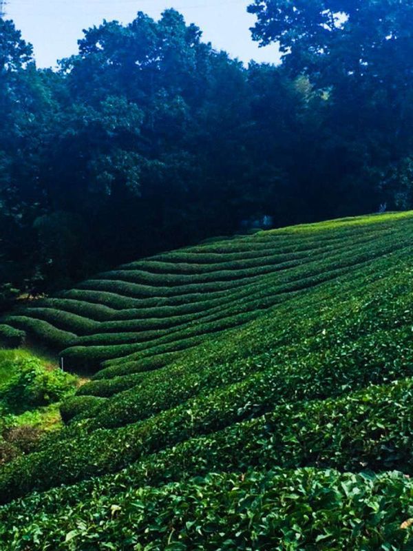 Other Shizuoka Locations Private Tour - Let's walk to the green tea field! (only 5 minutes)
