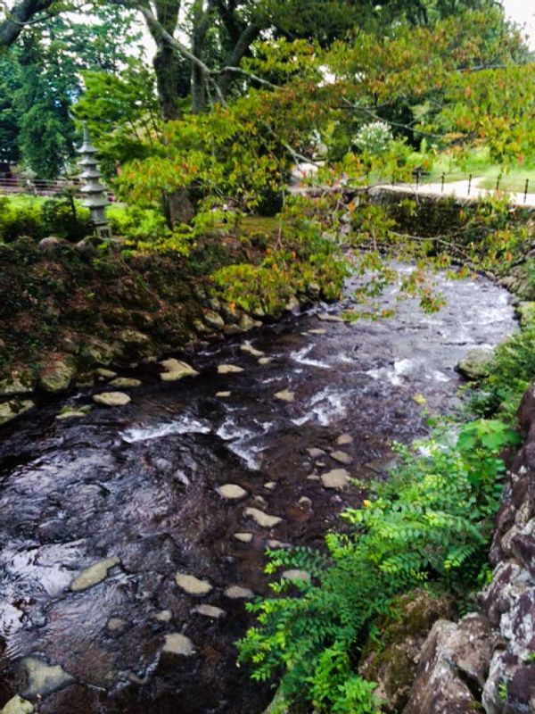 Other Shizuoka Locations Private Tour - We could take a short walk from the tea field.