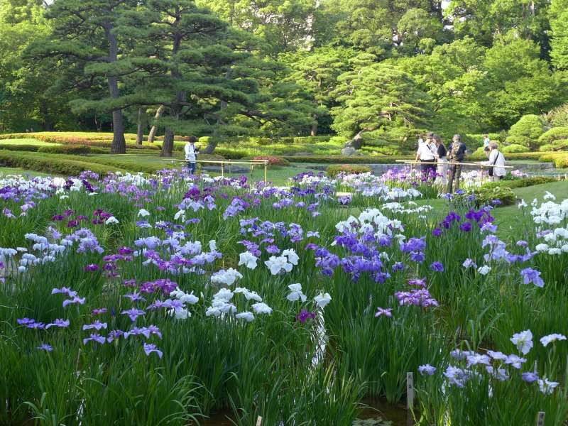 Tokyo Private Tour - Imperial Palace East Garden in June. 