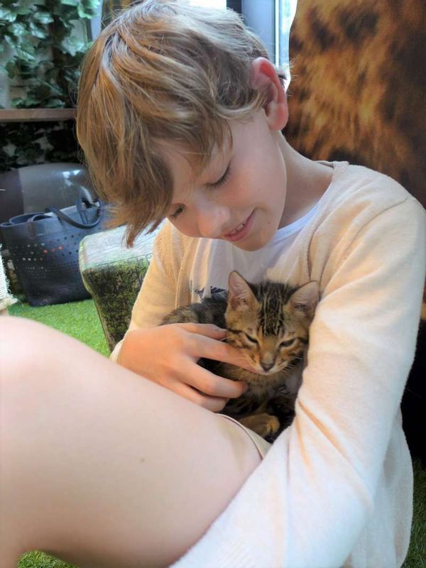 Tokyo Private Tour - A Cat Cafe in Harajuku. My guest loved the little kittens.