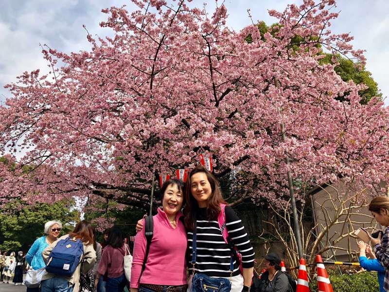 Tokyo Private Tour - Ueno park, with beautiful cherry blossoms.