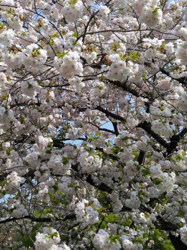 Tokyo Private Tour - Cherry blossom in Spring