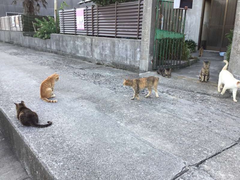 Okayama Private Tour - Friendly cats in  Ogijima island