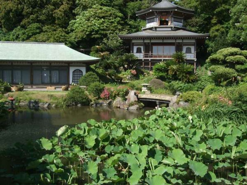 Kamakura Private Tour - The lotus from 3000 year-old seeds