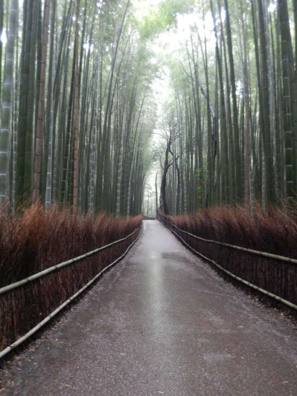 Kyoto Private Tour - Bamboo trail :
In the area where tens of thousands of bamboo grows, many trails are run like sewing bamboo grove, and if you walk them slowly you can feel the taste of the Heian era.
Also, in the summer you can feel cool with playing the winds of bamboo shoots making noise.