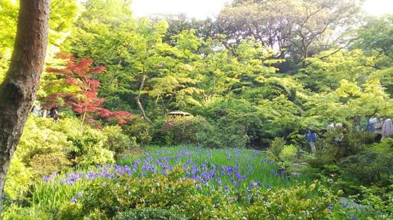 Tokyo Private Tour - Lovely Japanese garden in Nezu Museum near Omotesando. Irises are beautiful in May.