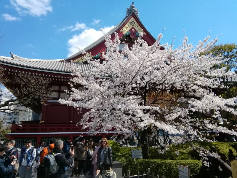 Tokyo Private Tour - A beautiful cherry tree by a main building of Sensoji temple