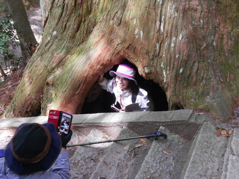 Wakayama Private Tour - A cedar tree that has a big hole capacity of twenty people at Tsugi-Sakura Oji.