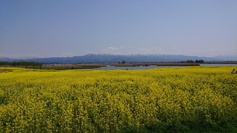 Niigata Private Tour - Canola Flowers by Fukushimagata Wetlands.