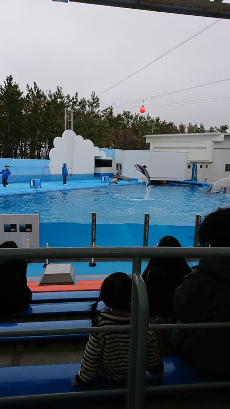 Niigata Private Tour - Dolphin Show at Marinepia