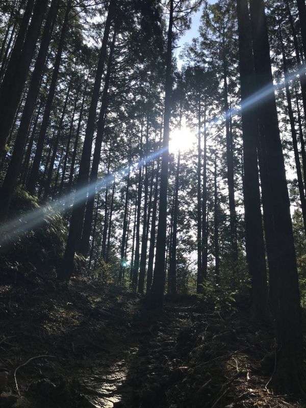 Kumano Private Tour - Japanese cedar and cypress tree 