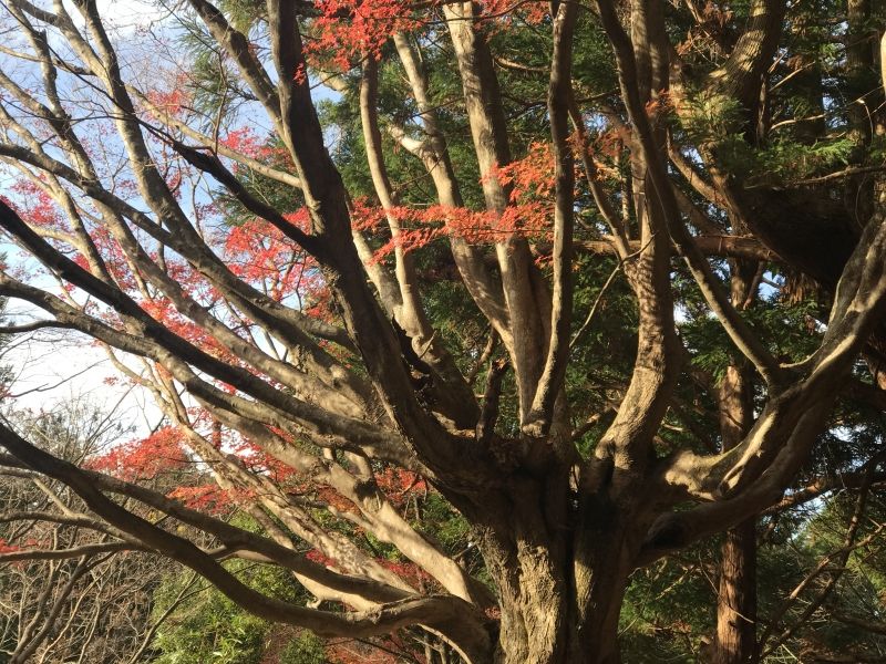 Kumano Private Tour - Autumn leaves 