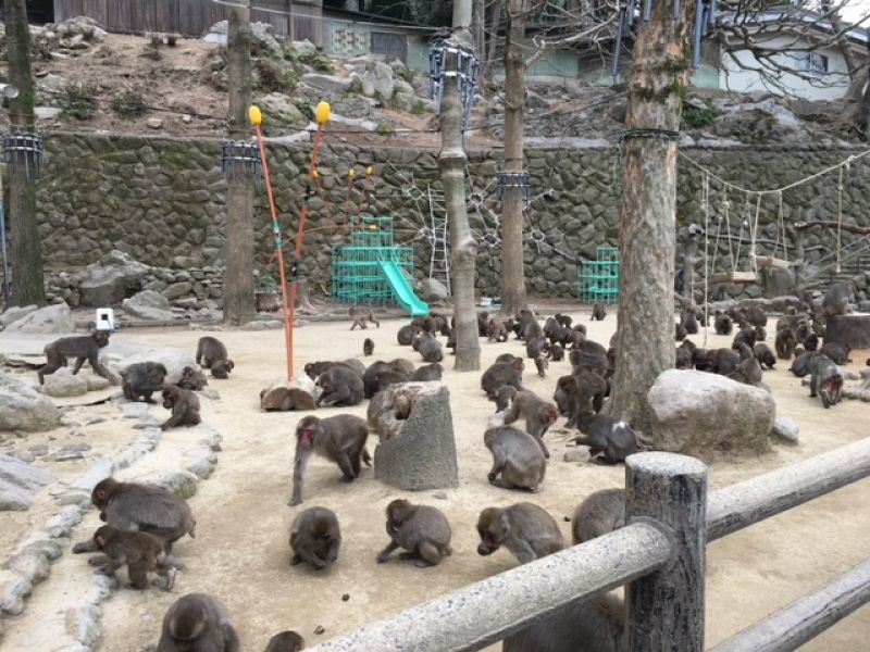 Oita Private Tour - Natural monkey mountain park