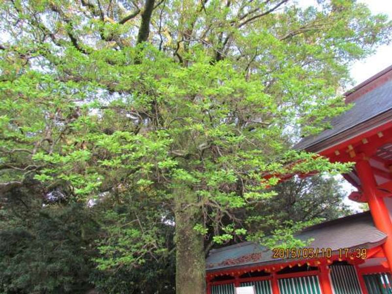 Osaka Private Tour - Kumano Hayatama Taisha