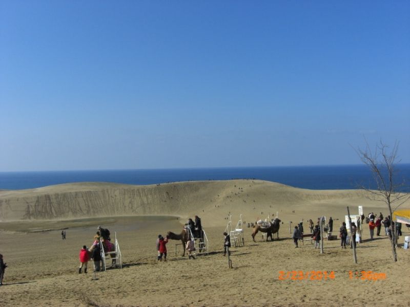 Tottori Private Tour - Camel riding at Tottori Sand Dunes.