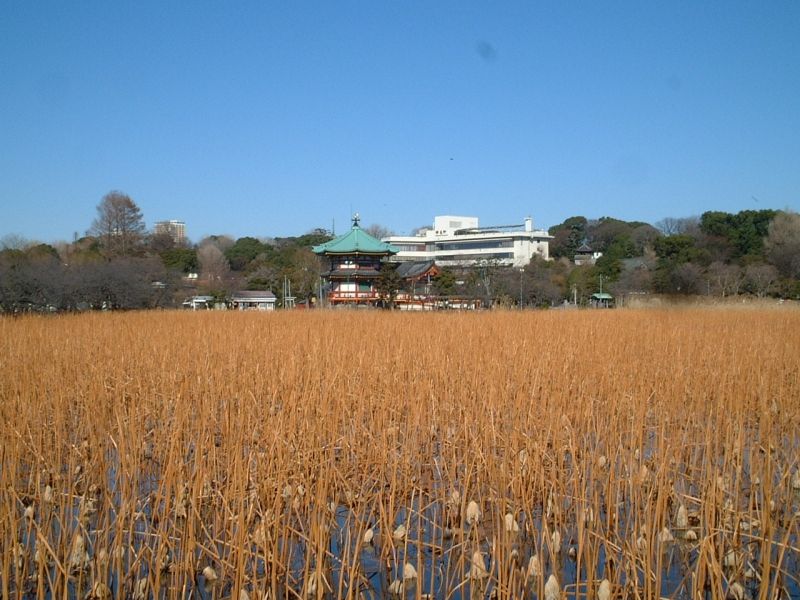 Tokyo Private Tour - Ueno Park : Shinobazu Pond and Bentendo