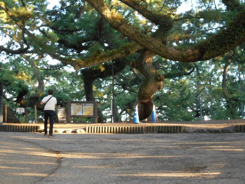 Shimizu Private Tour - Miho pine grove 2