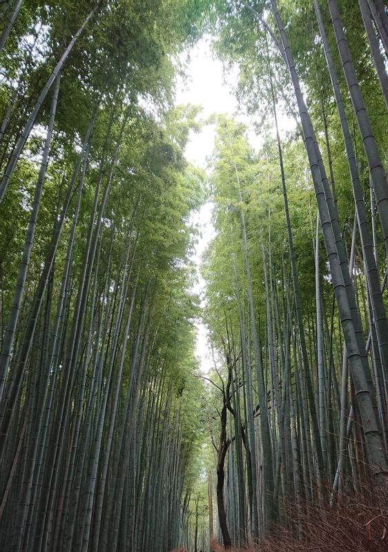 Kyoto Private Tour - Bamboo Forest in Arashiyama