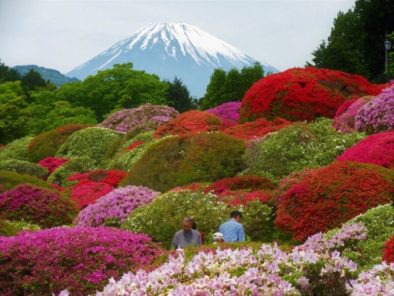 Kanagawa Private Tour - Mt.Fuji