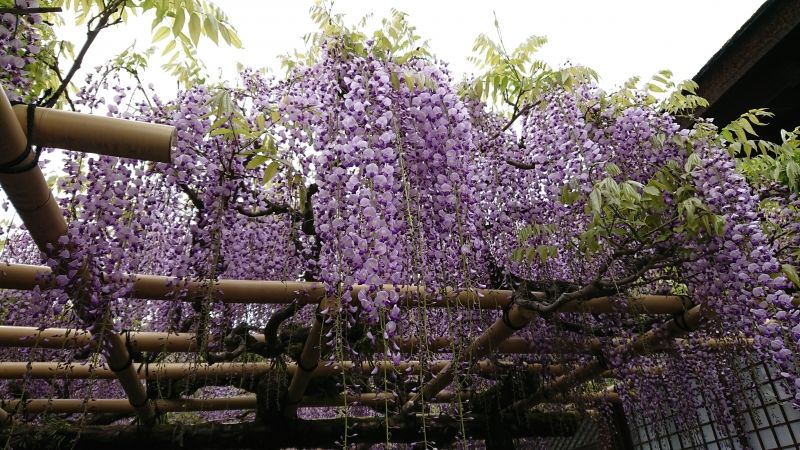 Kyoto Private Tour - After cherry blossoms, you will enjoy wisteria at Kasuga Taisha Shrine.