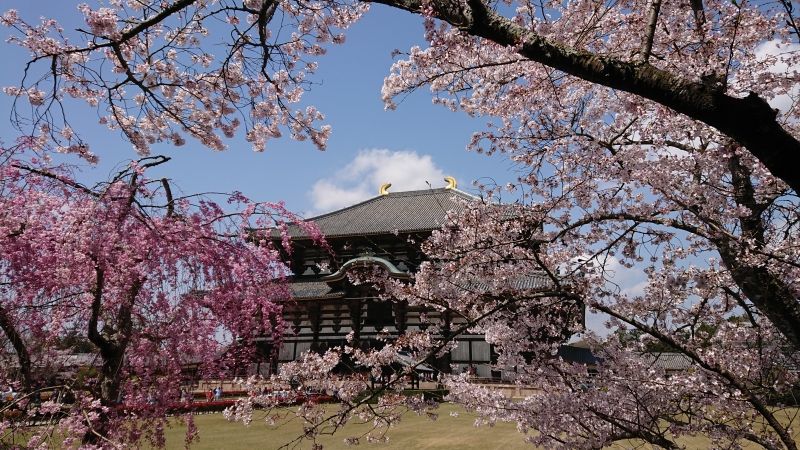Kyoto Private Tour - In spring, around the last week of March to the first week of April, you can enjoy the pink world of cherry blossoms.
