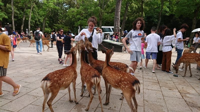 Kyoto Private Tour - You can enjoy feeding deer in Nara Park.