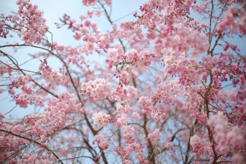 Kanazawa Private Tour - Cherry blossom in April