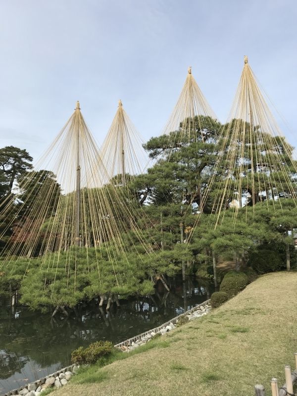 Kanazawa Private Tour - Yukizuri in Kenrokuen garden