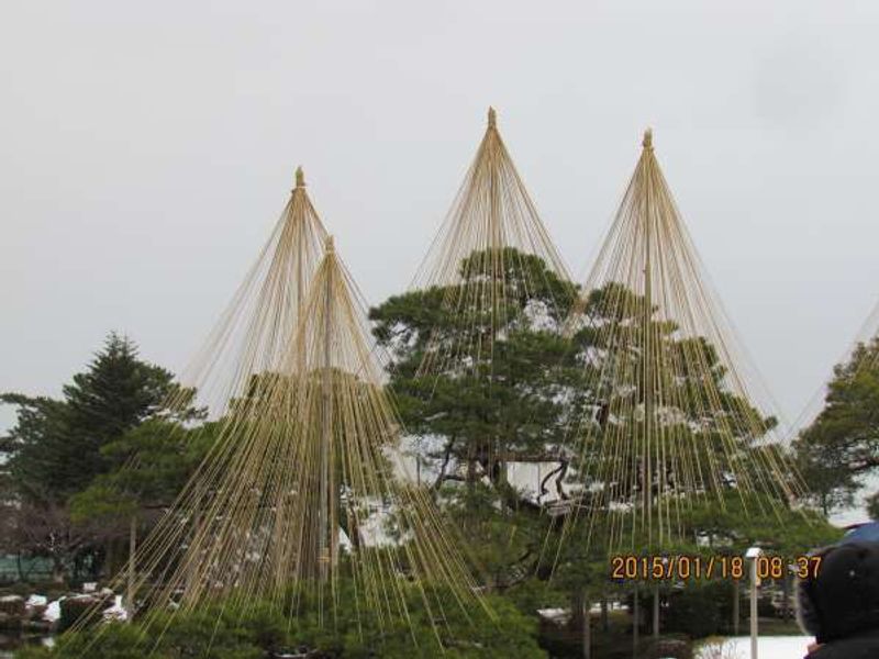 Kanazawa Private Tour - Karasaki Pine Tree in Kenrokuen