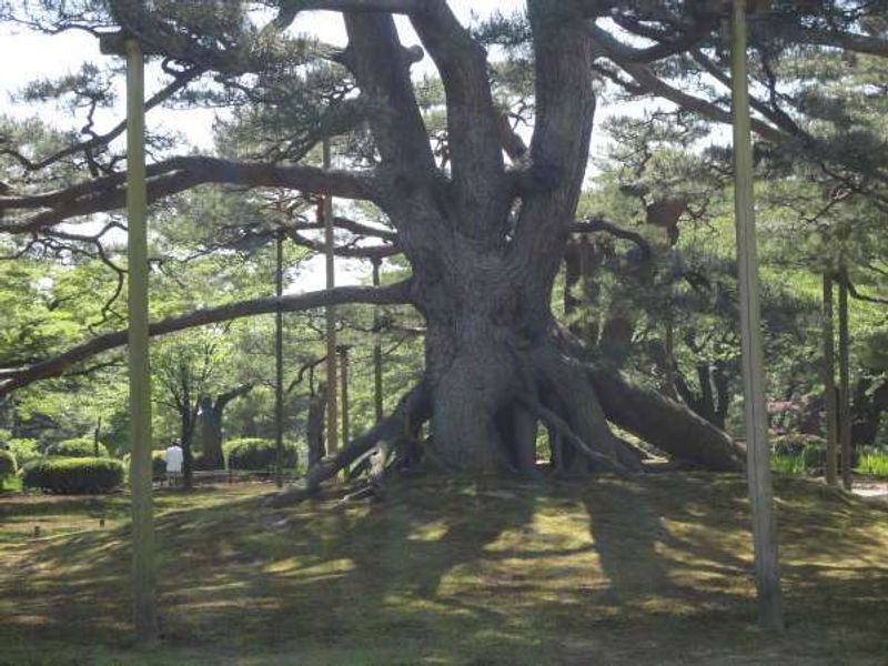 Kanazawa Private Tour - Neagari-no-Matsu in Kenrokuen