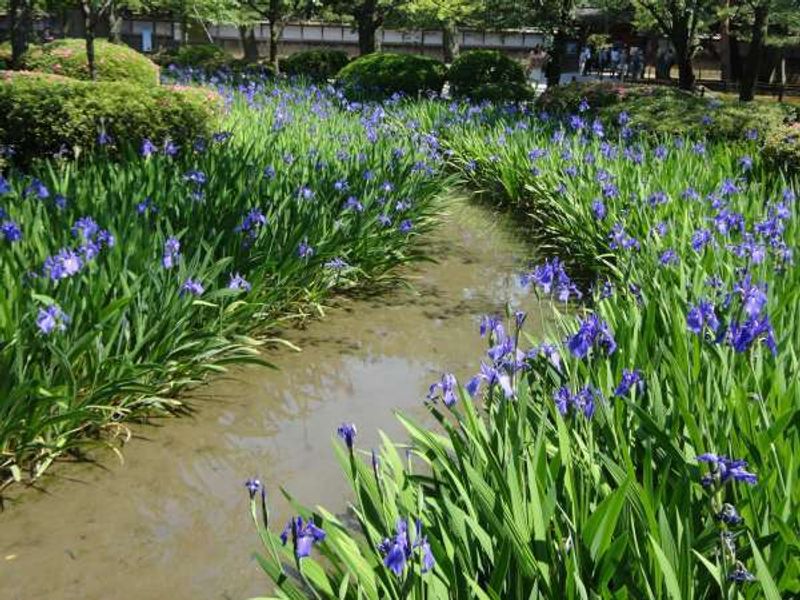 Kanazawa Private Tour - Rabbit-year iris in Kenrokuen