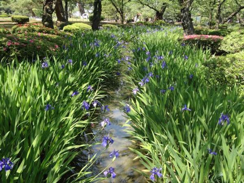 Kanazawa Private Tour - Rabbit-year iris in Kenrokuen