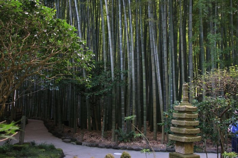 Kamakura Private Tour - Bamboo Garden in Hokokuji Temple