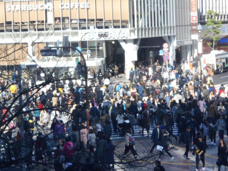 Tokyo Private Tour - zebra-crossing