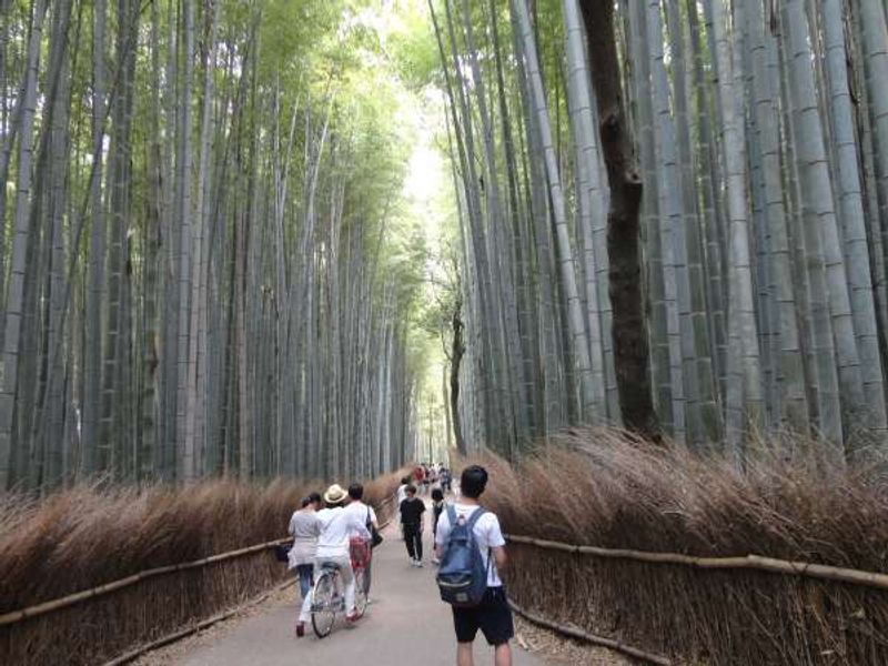 Kyoto Private Tour - Bamboo Forest