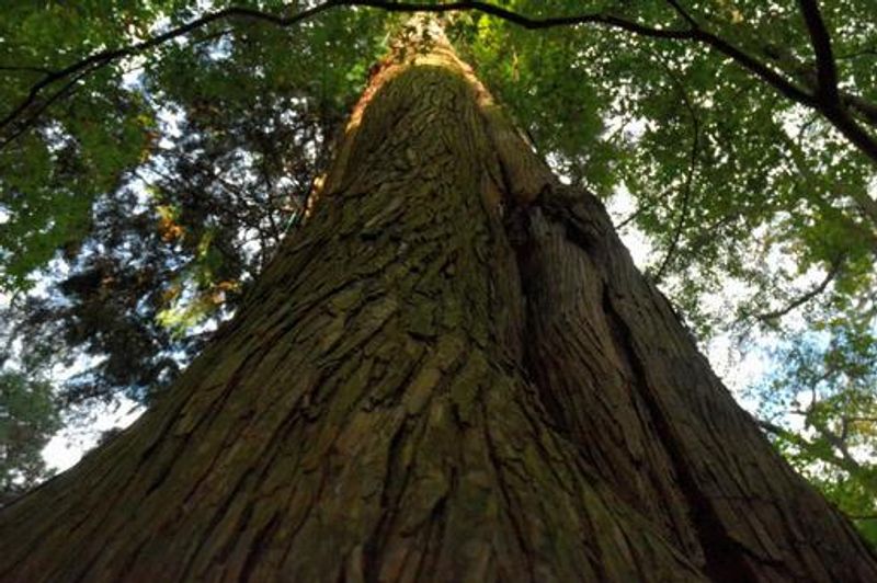 Yokohama Private Tour - Sacred tree of Mt. Takao