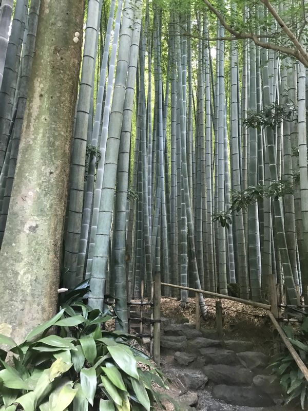 Tokyo Private Tour - Hokokuji temple is well known for the beauty of bamboo trees. 