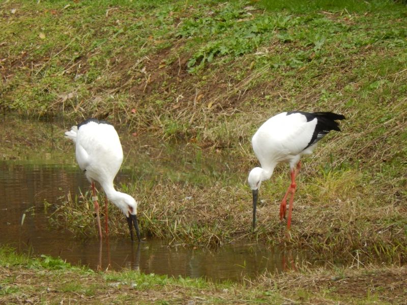 Hyogo Private Tour - In Toyooka there is a the Oriental White Stork park. Oriental White Stork is almost extinct but 117 Oriental White Storks live here. (This destination is an optional)