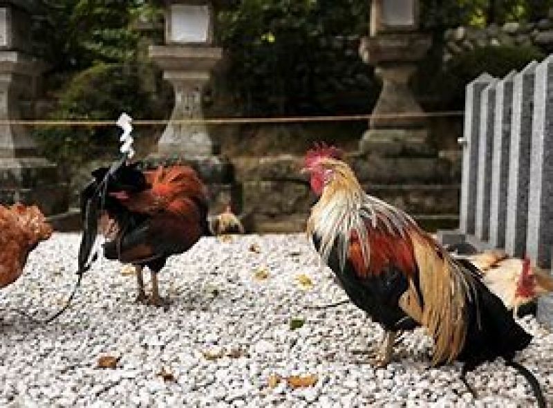 Nara Private Tour - Chicken playing inside of prescient of Isonokami shrine.