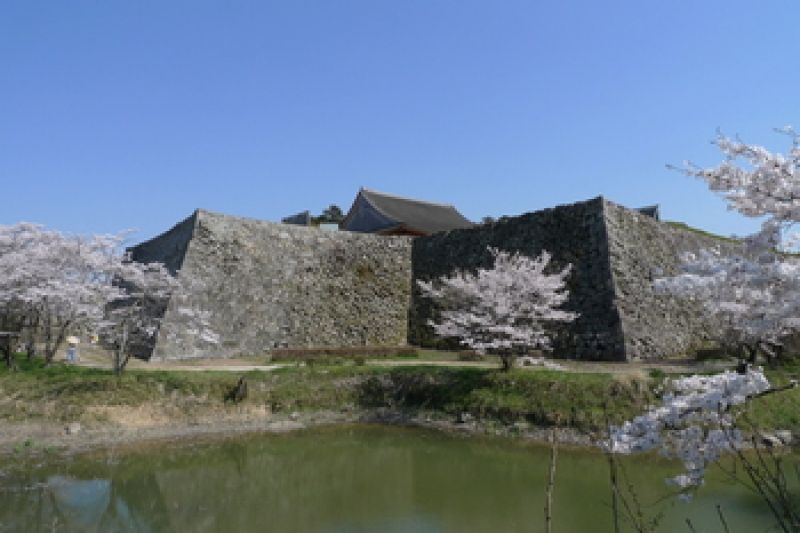 Hyogo Private Tour - An unique castle which has no tower-keep. Because construction workers left here in the middle of this castle's construction to built Nagoya castle! This photo shows no castle-keep on the stonewall but a building named Osyoin where used to be local government, Sasayama feudal clan) office.